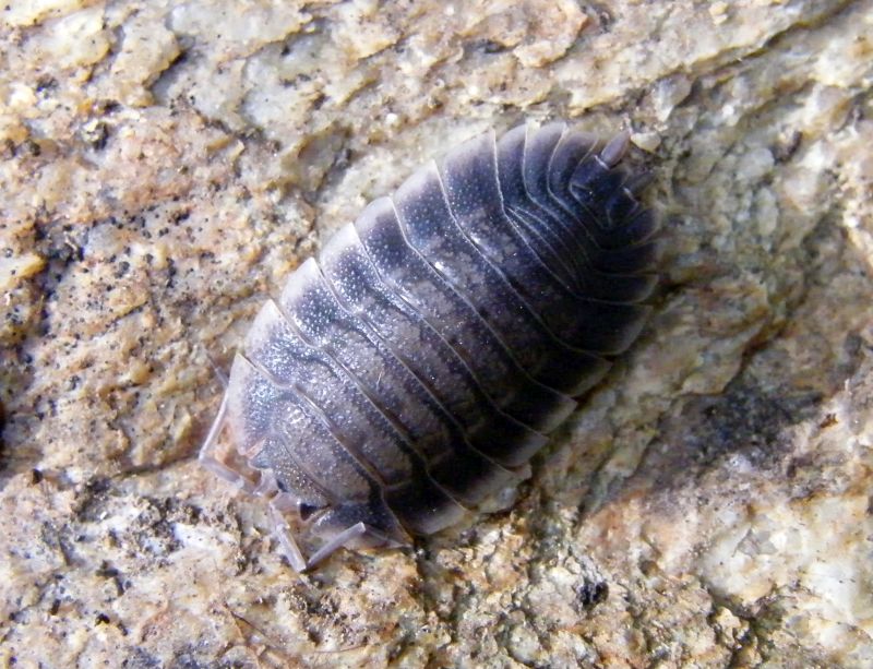 Isopoda Porcellionidae:  Porcellio sp.